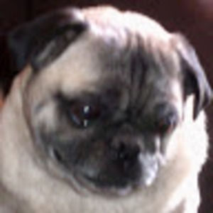 Meet your Posher, Lillyth